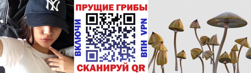 Псилоцибиновые грибы Magic Shrooms  где продают наркотики  Красково 